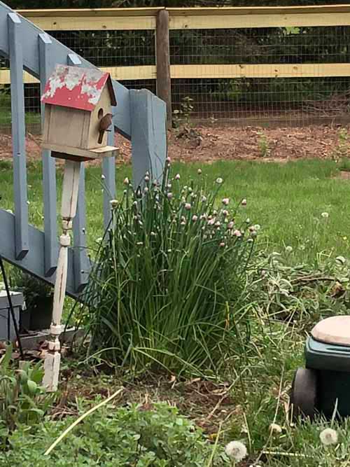 Carolina Wrens Building Nest