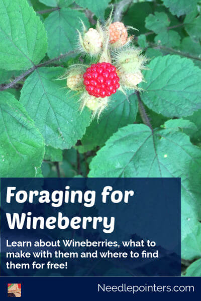 Foraging for Wineberry - Pin