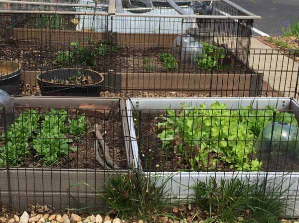 https://www.needlepointers.com/articleimages/Growing-Potatoes-In-Grow-Bags-Garden.jpg