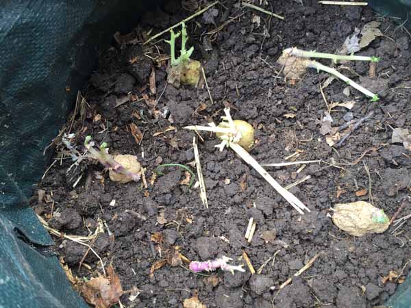 Growing Potatoes in Bags - Add potato starts