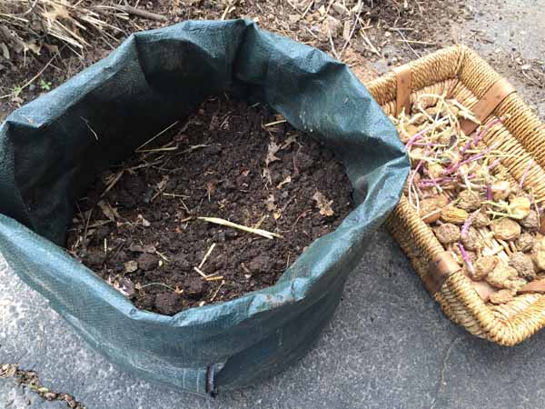 Growing Potatoes in Bags - Add soil