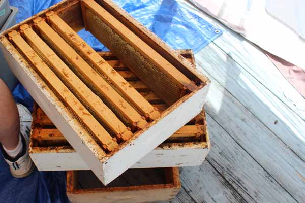 Harvesting Honey - Honey Boxes