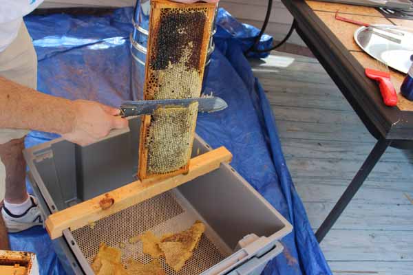 Harvesting Honey - Cutting off Cappings 2