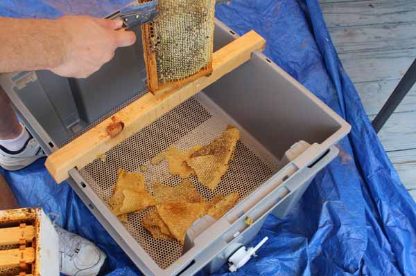 Harvesting Honey - Cutting off Cappings 3