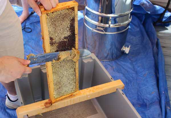 Harvesting Honey - Cutting off Cappings