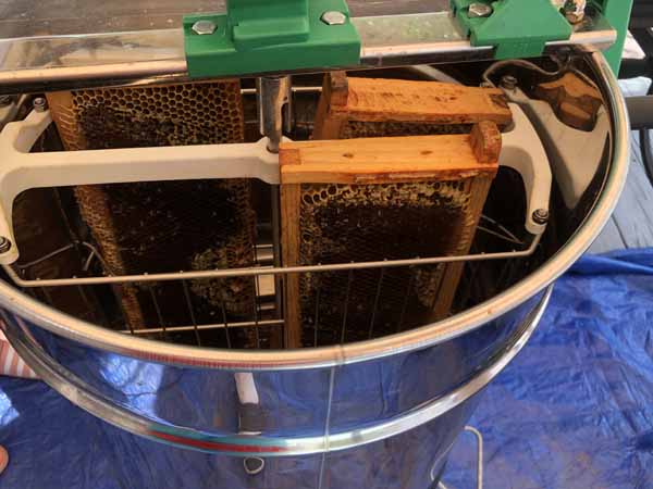 Harvesting Honey - Multiple frames in extractor