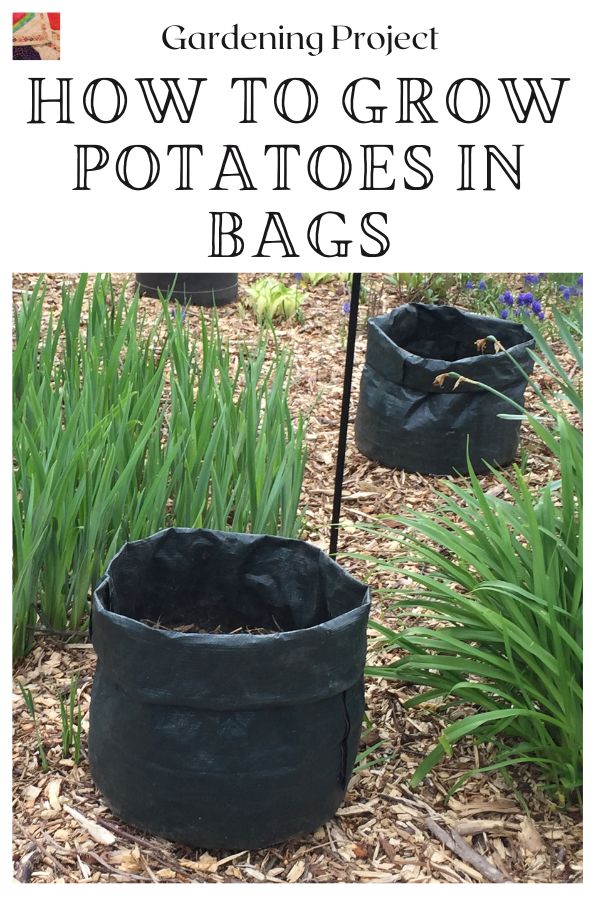 How to Grow Potatoes in Bags - pin