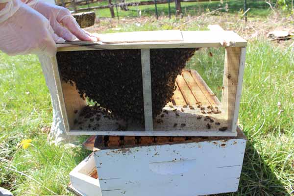 Installing Bee Package - Prying off Lid