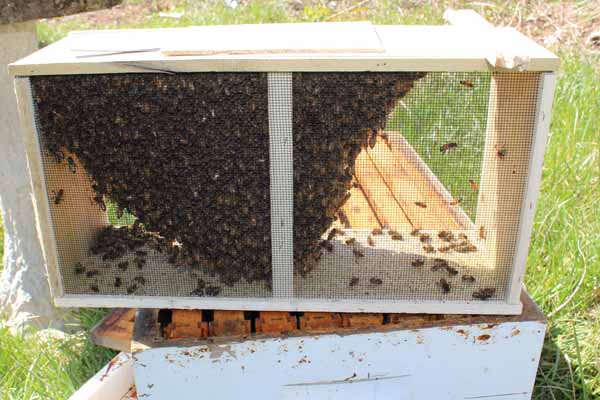 Installing Bee Package - Closeup of Package