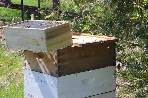 Installing Bee Package - Package left for bees to vacate