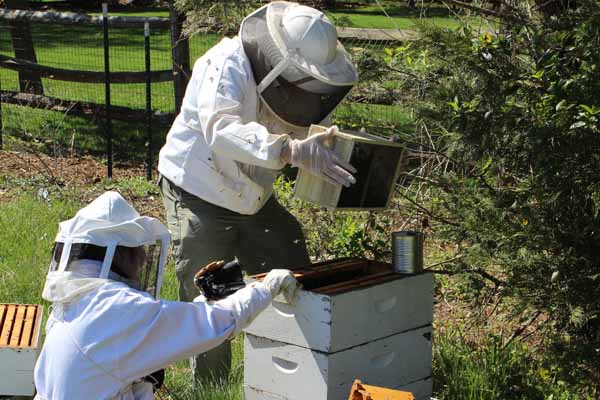 Installing Bee Package - Shaking out Bees 2