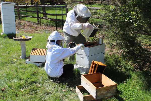 Installing Bee Package - Shaking out Bees