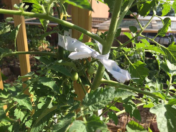 How To Properly Tie & Support Tomato Plants (& 3 Common Mistakes) - Tomato  Bible