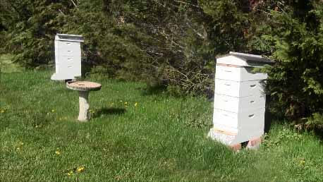 Bee Hives
